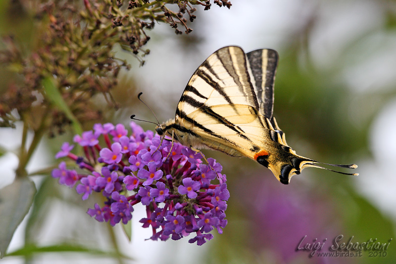 Iphiclides podalirius